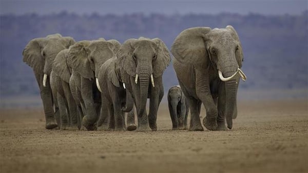 Elephants herd