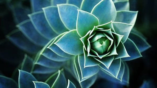 Geometric growth cactus