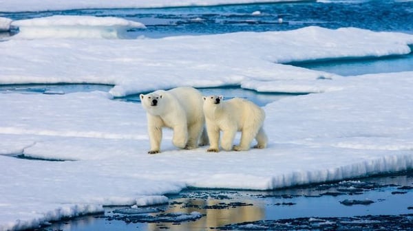 polar bears