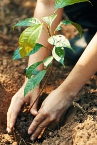 Planting a seedling